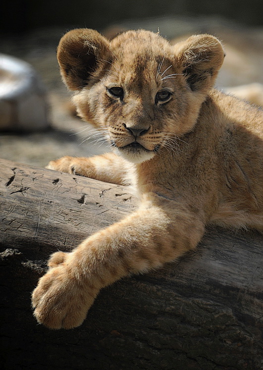 2505 Tiere D30_9791 Kopie.jpg - Zoo Wuppertal